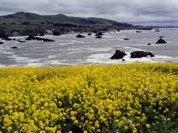 (25) wildflowers (sonoma coast).jpg
